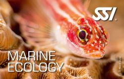 Marine Ecology small